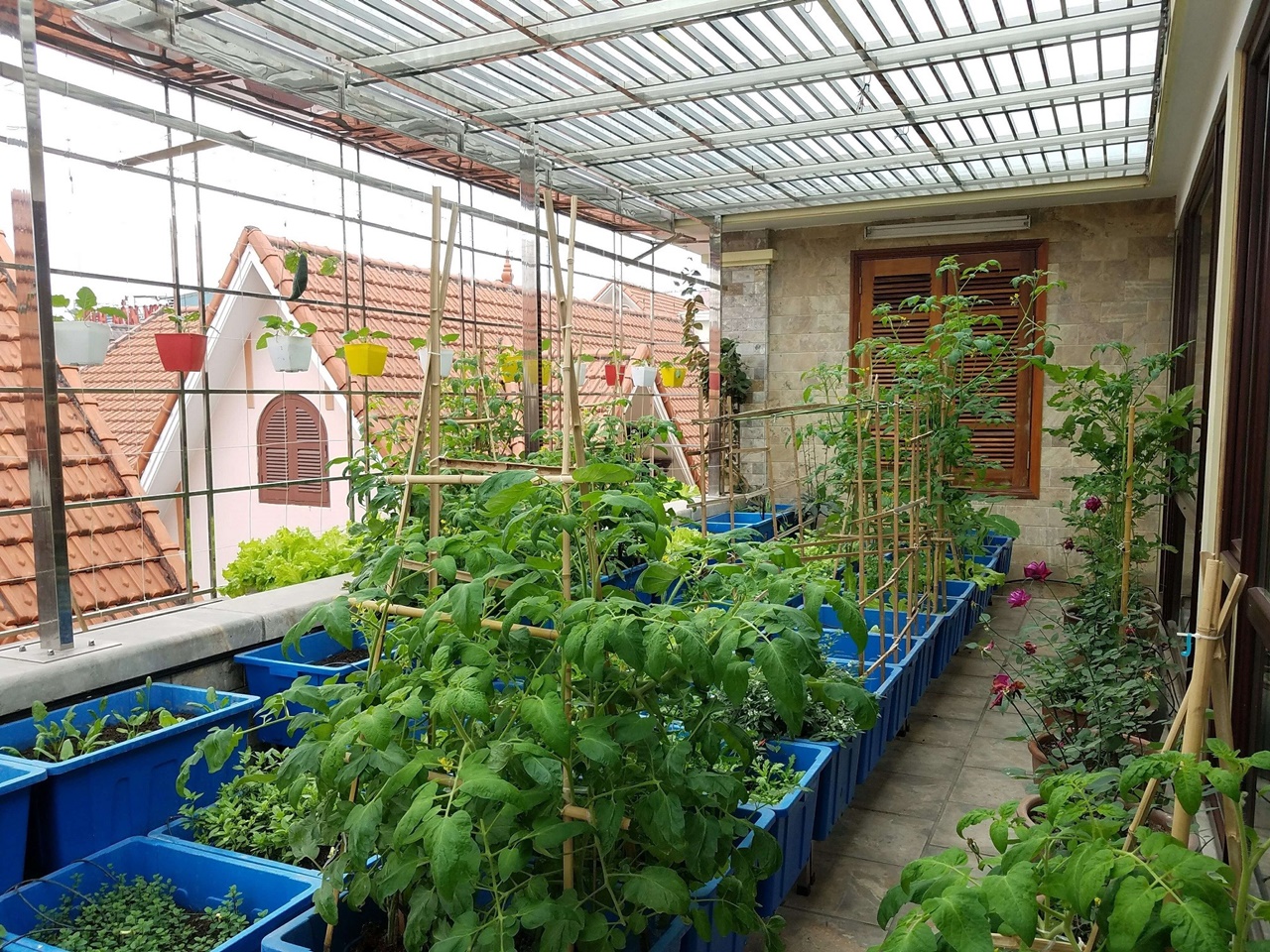 Một số điểm quan trọng cần chú ý khi thiết kế vườn rau trên sân thượng hoặc ban công